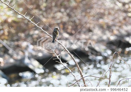 Greenfinch perched on a branch on the riverbank Wild bird Greenfinch perched on a branch on the riverbank Wild bird 99646452
