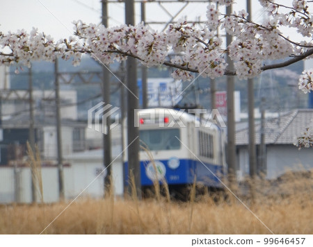 Narou Blue and Sakura 99646457