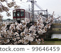 Train and cherry blossoms 99646459