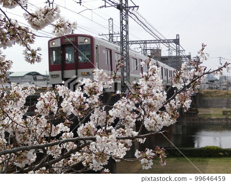 Train and cherry blossoms 99646459