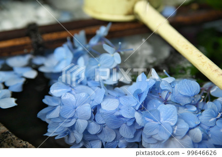 定慶寺的紫陽花 定慶寺的紫陽花 99646626