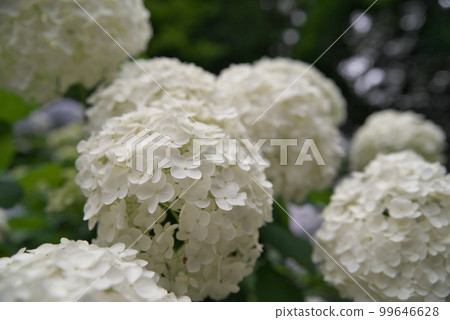 定慶寺的紫陽花 99646628