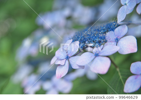 定慶寺的紫陽花 定慶寺的紫陽花 99646629