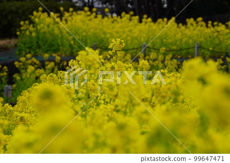 Rape blossoms in the flower bed in the park 99647471