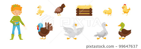 Little Smiling Girl and Farm Poultry Feeding Vector Set Little Smiling Girl and Farm Poultry Feeding Vector Set 99647637