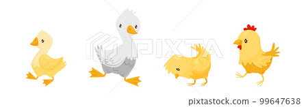 Farm Poultry with Goose and Chicken Bird Vector Set Farm Poultry with Goose and Chicken Bird Vector Set 99647638