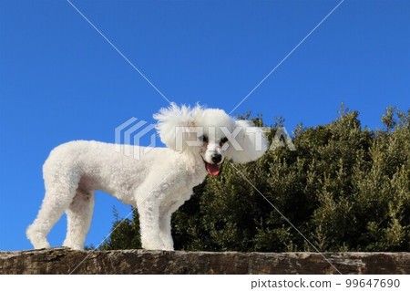 Bailey, a white toy poodle who sticks out his tongue cutely on a blue sky dock run ♡ 99647690