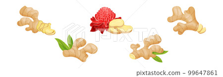Fresh Ginger Root as Natural Spice Food Vector Set Fresh Ginger Root as Natural Spice Food Vector Set 99647861