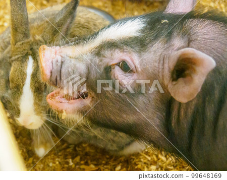 rabbit and mini pig rabbit and mini pig 99648169