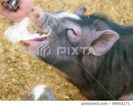 迷你豬微笑 迷你豬微笑 99648171