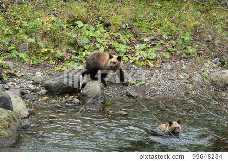 棕熊兄弟在知床抓鮭魚 99648284