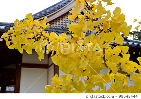 Ginkgo trees at Tsushima Shrine 99648444