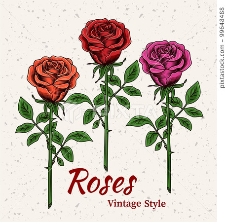 Blooming red, magenta, orange roses with stem 99648488