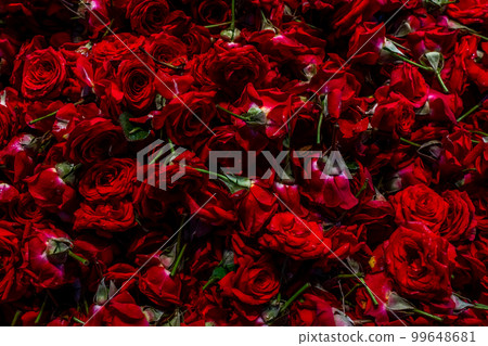 Natural red rose background, fresh cut dark roses close up texture background 99648681