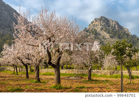 Blossoming almond trees in Serra de Tramuntana mountain region in Majorca, Mallorca, Balearic Islands, Spain, Europe 99648701