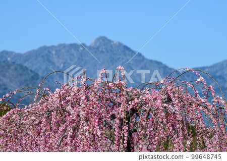 鈴鹿林園垂枝梅 (2018) 99648745