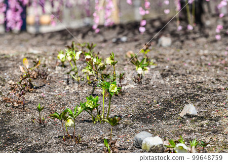 Weeping plums and Christmas roses at Suzuka Forest Garden (2018) Weeping plums and Christmas roses at Suzuka Forest Garden (2018) 99648759