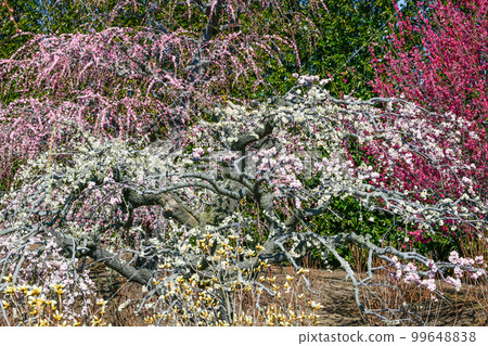 Weeping plums in Suzuka Forest Garden (2018) Weeping plums in Suzuka Forest Garden (2018) 99648838