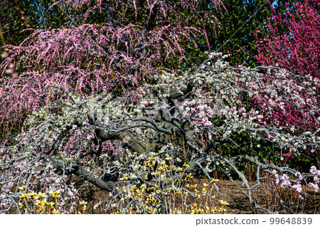 Weeping plums in Suzuka Forest Garden (2018) Weeping plums in Suzuka Forest Garden (2018) 99648839