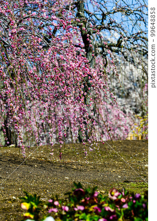 Weeping plums and Christmas roses at Suzuka Forest Garden (2018) Weeping plums and Christmas roses at Suzuka Forest Garden (2018) 99648858
