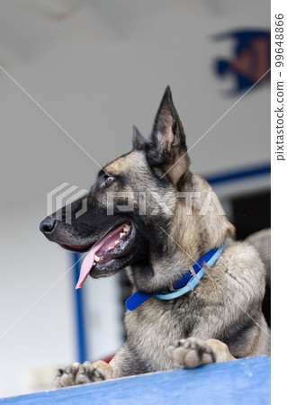 Portrait of Shepherd dog. Closeup. Dog guarding on the porch. Portrait of Shepherd dog. Closeup. Dog guarding on the porch. 99648866