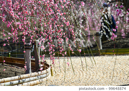 鈴鹿林園垂枝梅 (2018) 99648874