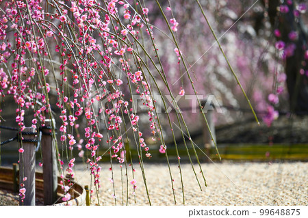 鈴鹿林園垂枝梅 (2018) 鈴鹿林園垂枝梅 (2018) 99648875