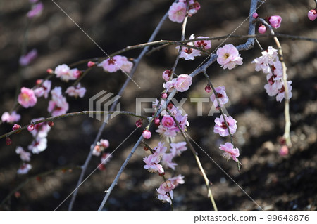 鈴鹿林園垂枝梅 (2018) 99648876