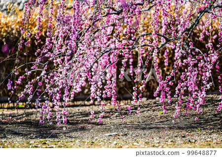 鈴鹿林園垂枝梅 (2018) 鈴鹿林園垂枝梅 (2018) 99648877