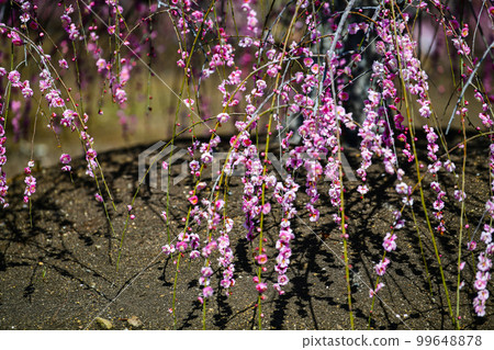 鈴鹿林園垂枝梅 (2018) 鈴鹿林園垂枝梅 (2018) 99648878