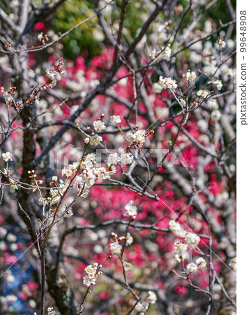 Red and white plum blossoms in Yaho Tenmangu plum grove against the blue sky (Kunitachi City, Tokyo) 99648908