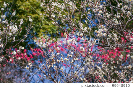 Red and white plum blossoms in Yaho Tenmangu plum grove against the blue sky (Kunitachi City, Tokyo) 99648910