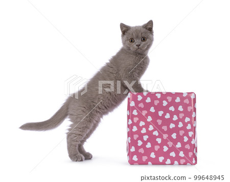 British Shorthair cat kitten on white background British Shorthair cat kitten on white background 99648945