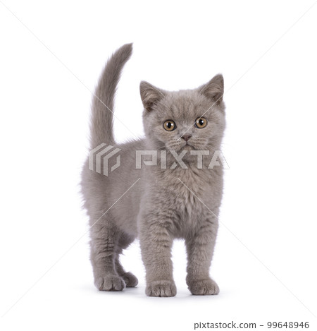 British Shorthair cat kitten on white background 99648946