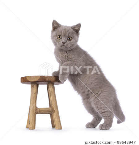British Shorthair cat kitten on white background 99648947