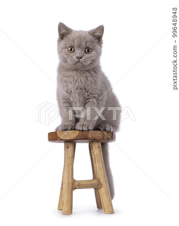 British Shorthair cat kitten on white background 99648948