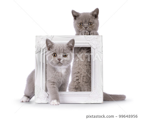 British Shorthair cat kittens on white background 99648956