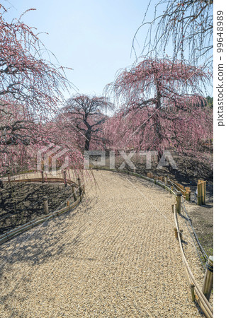 Weeping plums in Suzuka Forest Garden (2018) 99648989