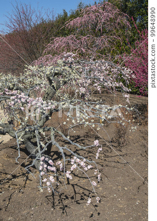 Weeping plums in Suzuka Forest Garden (2018) 99648990