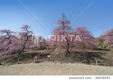 Weeping plums in Suzuka Forest Garden (2018) 99648995