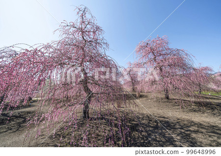 Weeping plums in Suzuka Forest Garden (2018) Weeping plums in Suzuka Forest Garden (2018) 99648996