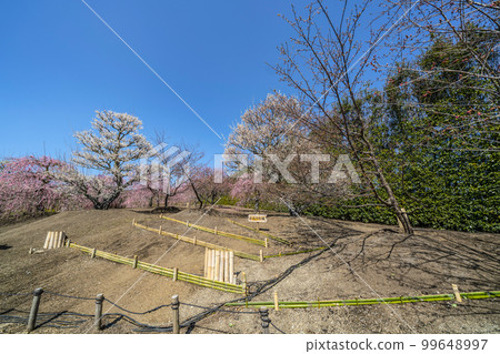 Weeping plums in Suzuka Forest Garden (2018) 99648997