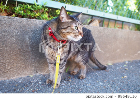 A cat that cares about its surroundings during a walk A cat that cares about its surroundings during a walk 99649110