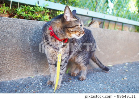 A cat that cares about its surroundings during a walk A cat that cares about its surroundings during a walk 99649111