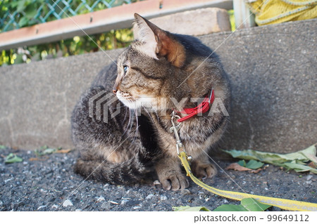 A cat that cares about its surroundings during a walk 99649112