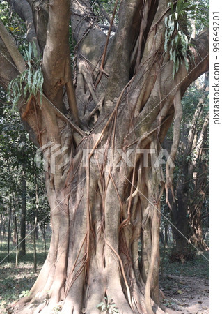 a tree view with brunch and root a tree view with brunch and root 99649201