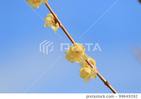 日本五香粉花，日本五香粉 99649392