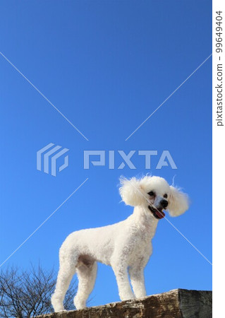 Bailey-kun，一隻白色的玩具貴賓犬，在藍天下的臥舖上看起來很舒服♡ 99649404