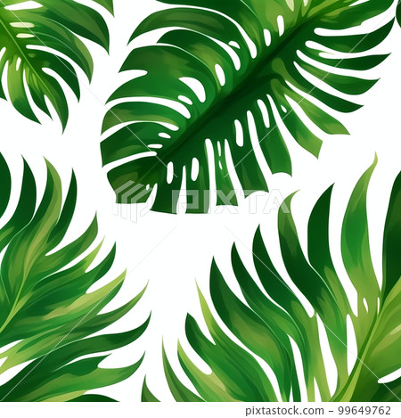 background of a green tropical Monstera leaf on a white 99649762