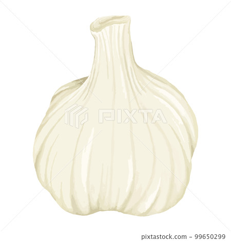 Whole garlic handwritten watercolor style illustration 99650299